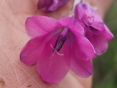 Dierama mossii