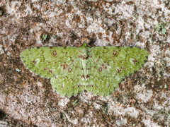Ophthalmitis