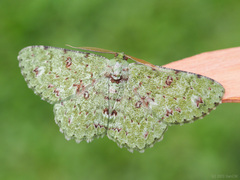 Ophthalmitis