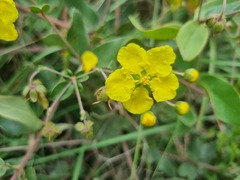 Sphedamnocarpus pruriens