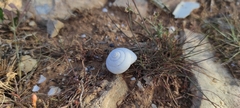 Sphincterochila
