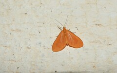 Eubaphe