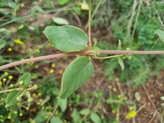 Sphedamnocarpus pruriens