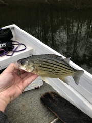 Morone mississippiensis