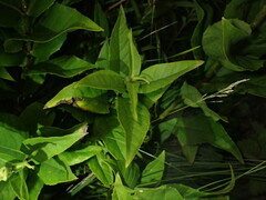 Silphium integrifolium