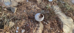 Sphincterochila