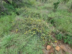 Sphedamnocarpus pruriens