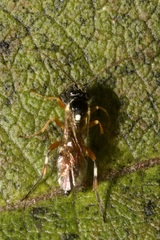 Diplazon laetatorius