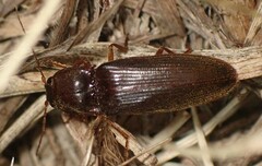 Hemicrepidius nemnonius