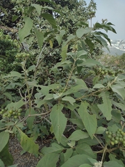 Solanum erianthum