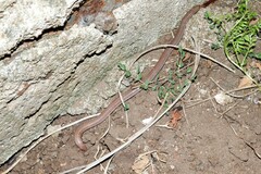 Amphisbaena darwinii