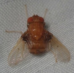 Ormia