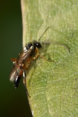 Diplazon laetatorius