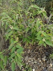 Croton ciliatoglandulifer