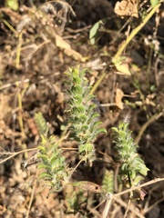 Tetramerium nervosum