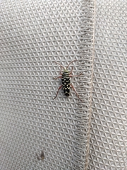 Placosternus erythropus