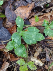 Ranunculus sierrae-orientalis