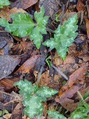 Ranunculus sierrae-orientalis