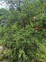 Phylica paniculata