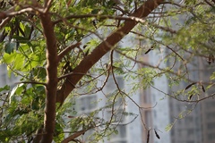 Phylloscopus fuscatus