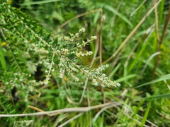 Phylica paniculata