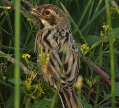 Emberiza pallasi
