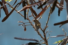 Phylloscopus fuscatus