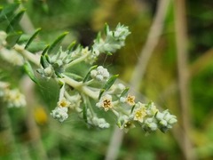 Phylica paniculata