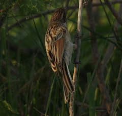Emberiza pallasi