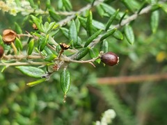 Phylica paniculata