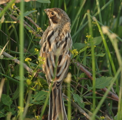 Emberiza pallasi