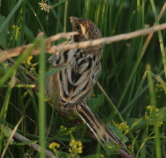 Emberiza pallasi