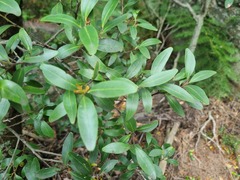 Pterocelastrus echinatus