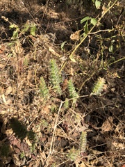 Tetramerium nervosum