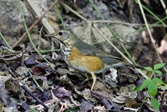 Turdus hortulorum