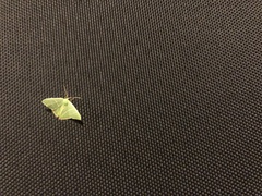 Urolitha bipunctifera