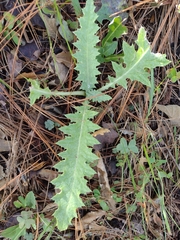 Cirsium texanum