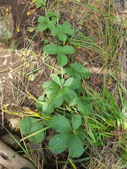 Cyphostemma lanigerum