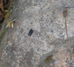 Sarconesiopsis magellanica