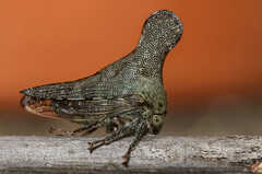 Glossonotus acuminatus