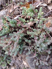 Sedum potosinum