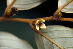 Monanthotaxis poggei