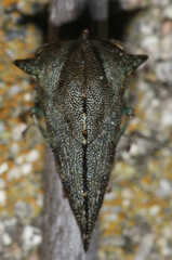 Glossonotus acuminatus