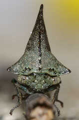 Glossonotus acuminatus