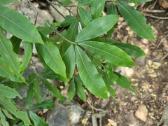 Ochna maguirei