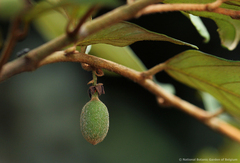 Monanthotaxis poggei