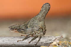 Glossonotus acuminatus