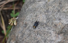 Sarconesiopsis magellanica