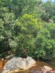 Ochna maguirei