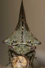 Glossonotus acuminatus